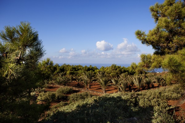 TENUTA BORGIA - pantelleria-borgia-natura-verde_02