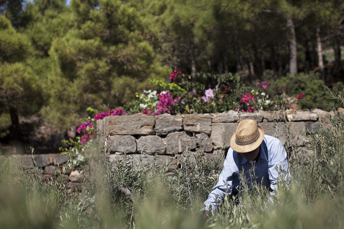 TENUTA BORGIA -  pantelleria-borgia-natura-verde_03