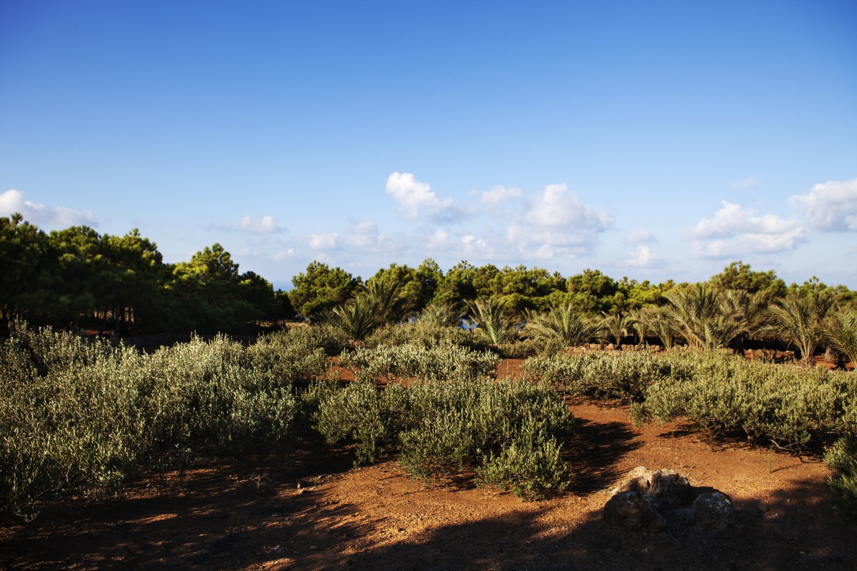 TENUTA BORGIA -  isola-pantelleria-vacanza-natura_06